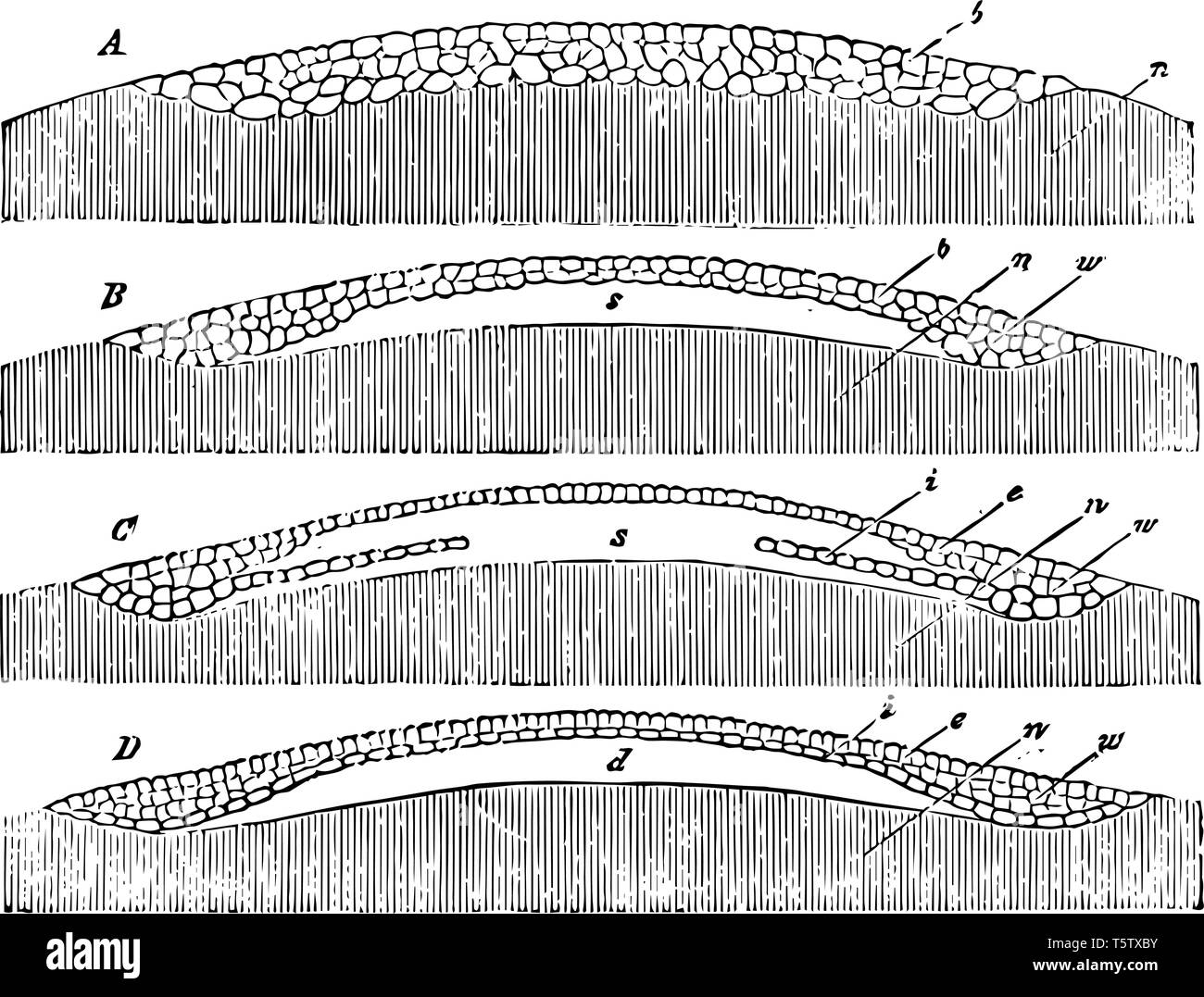 Egg Germination in which the mulberry mass of cleavage cells vintage