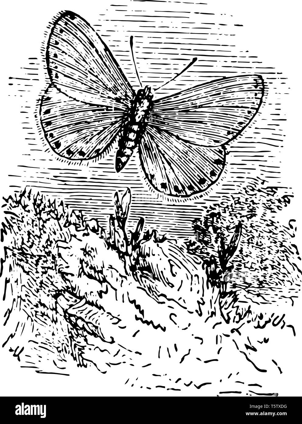 Lycaena Aegon where this butterfly flies around sandy heaths vintage line drawing or engraving illustration. Stock Vector