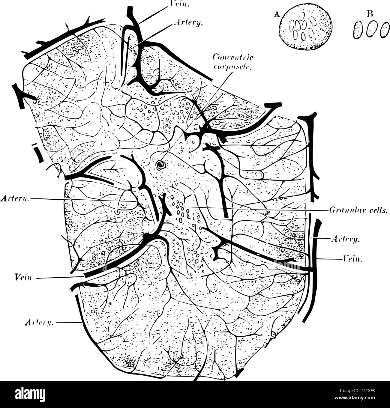 Structure of the Thymus where the large vessels are disposed in two