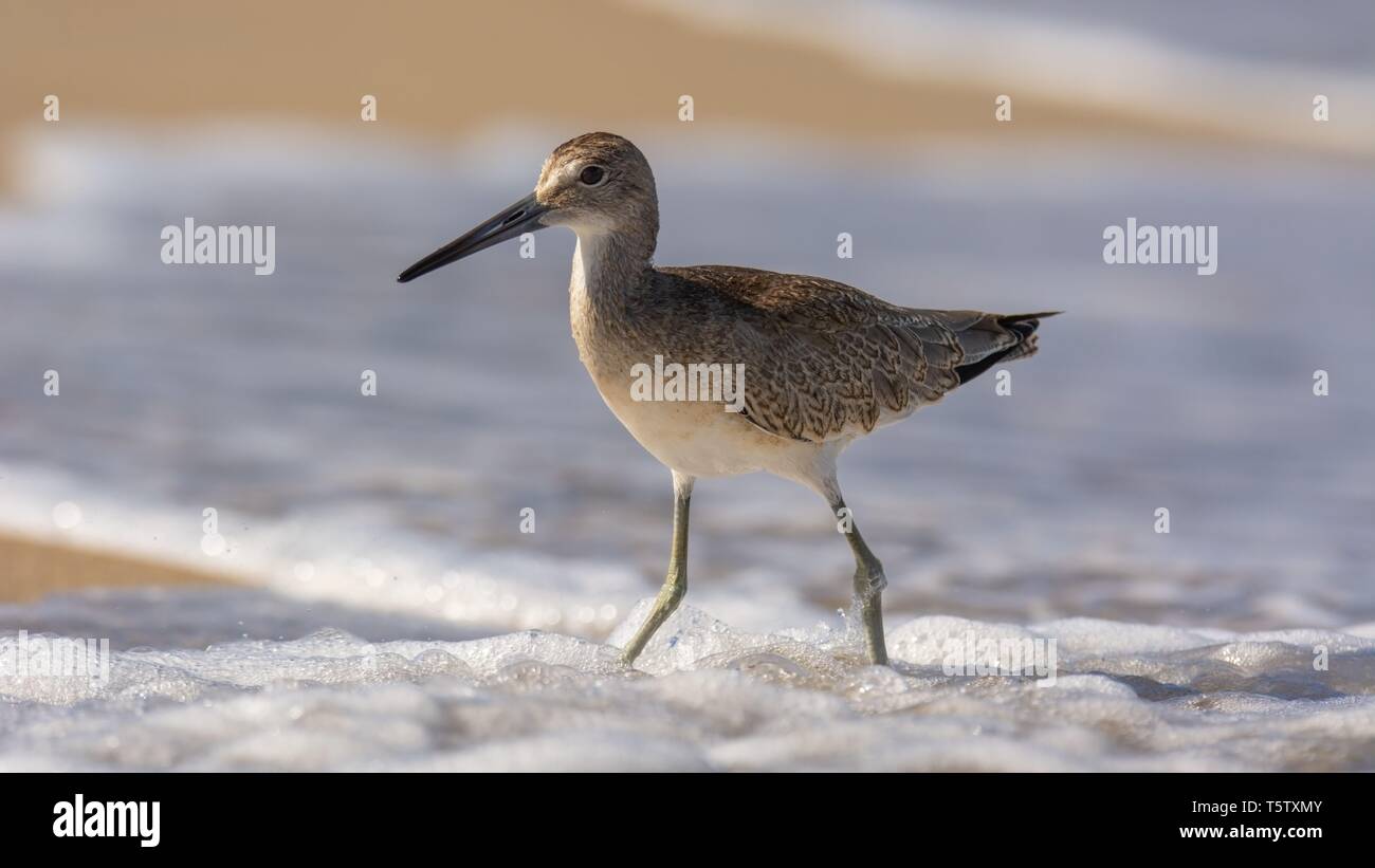 Sandpiper Of North Carolina Sea Birds Stock Photo Alamy