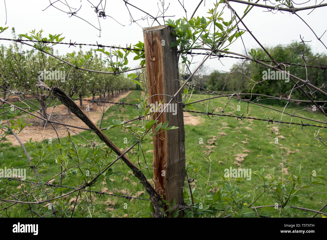 Barbed wire on a split wooden post Stock Photo - Alamy