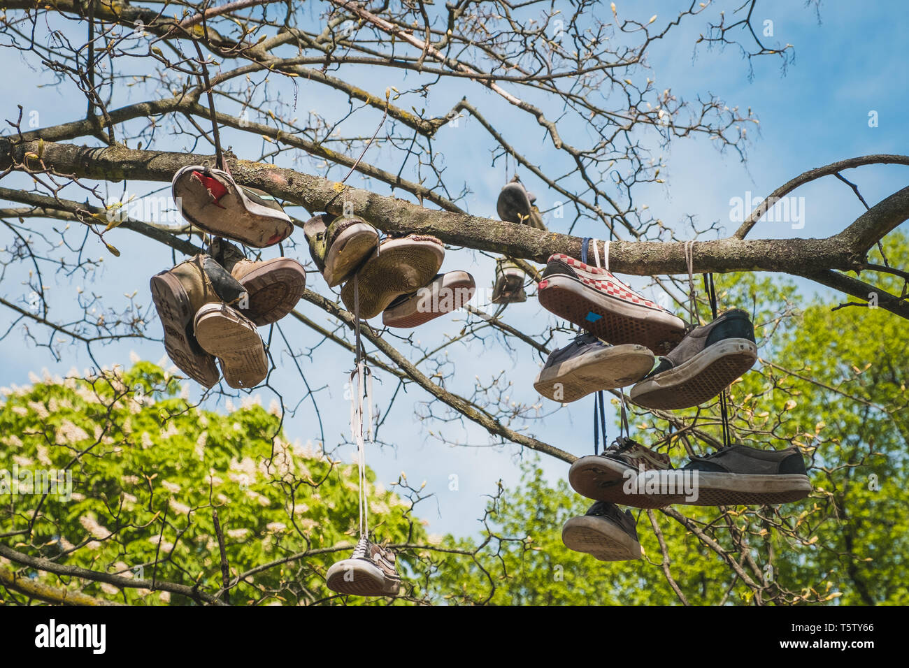shoes hanging in tree - vintage sneaker, used clothing Stock Photo