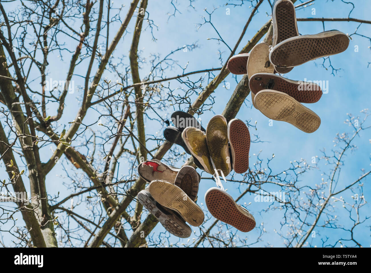 shoes hanging in tree , used sneaker in trees Stock Photo