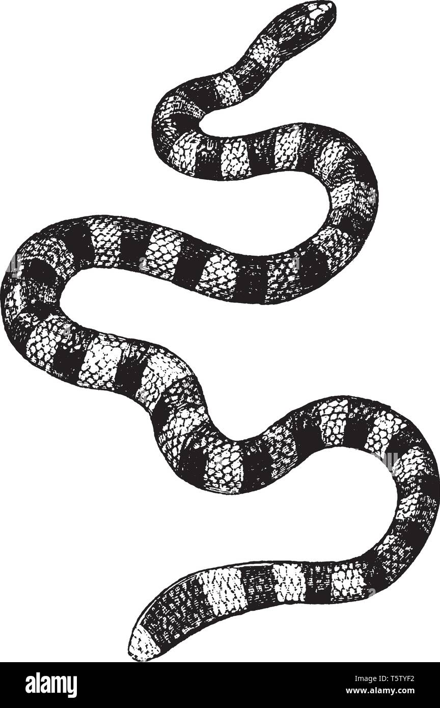 Sea Snakes are a subfamily of venomous elapid snakes that inhabit marine environments for most or all of their lives, vintage line drawing or engravin Stock Vector