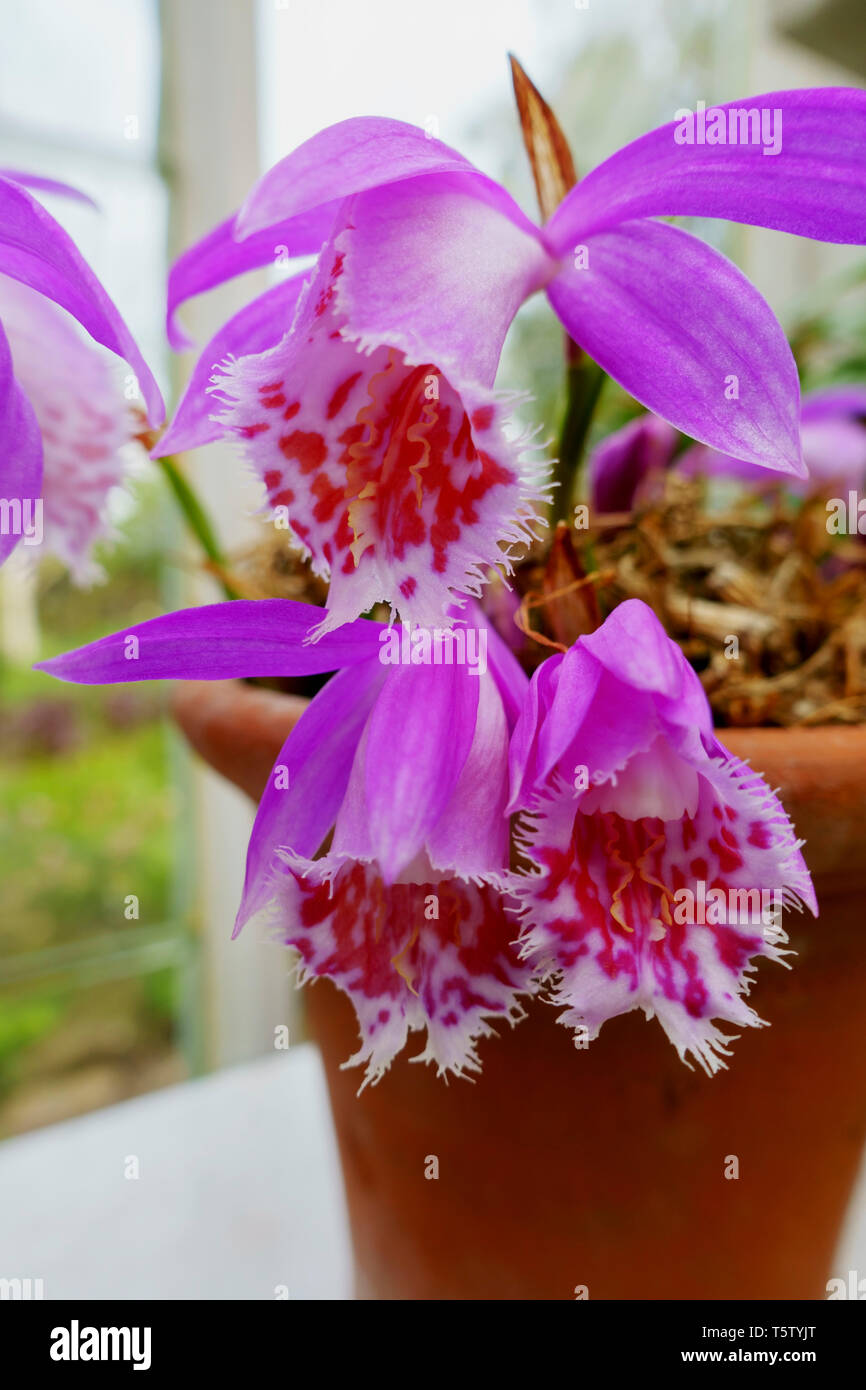 Flowers of Pleione formosana, the Peacock Orchid. Stock Photo