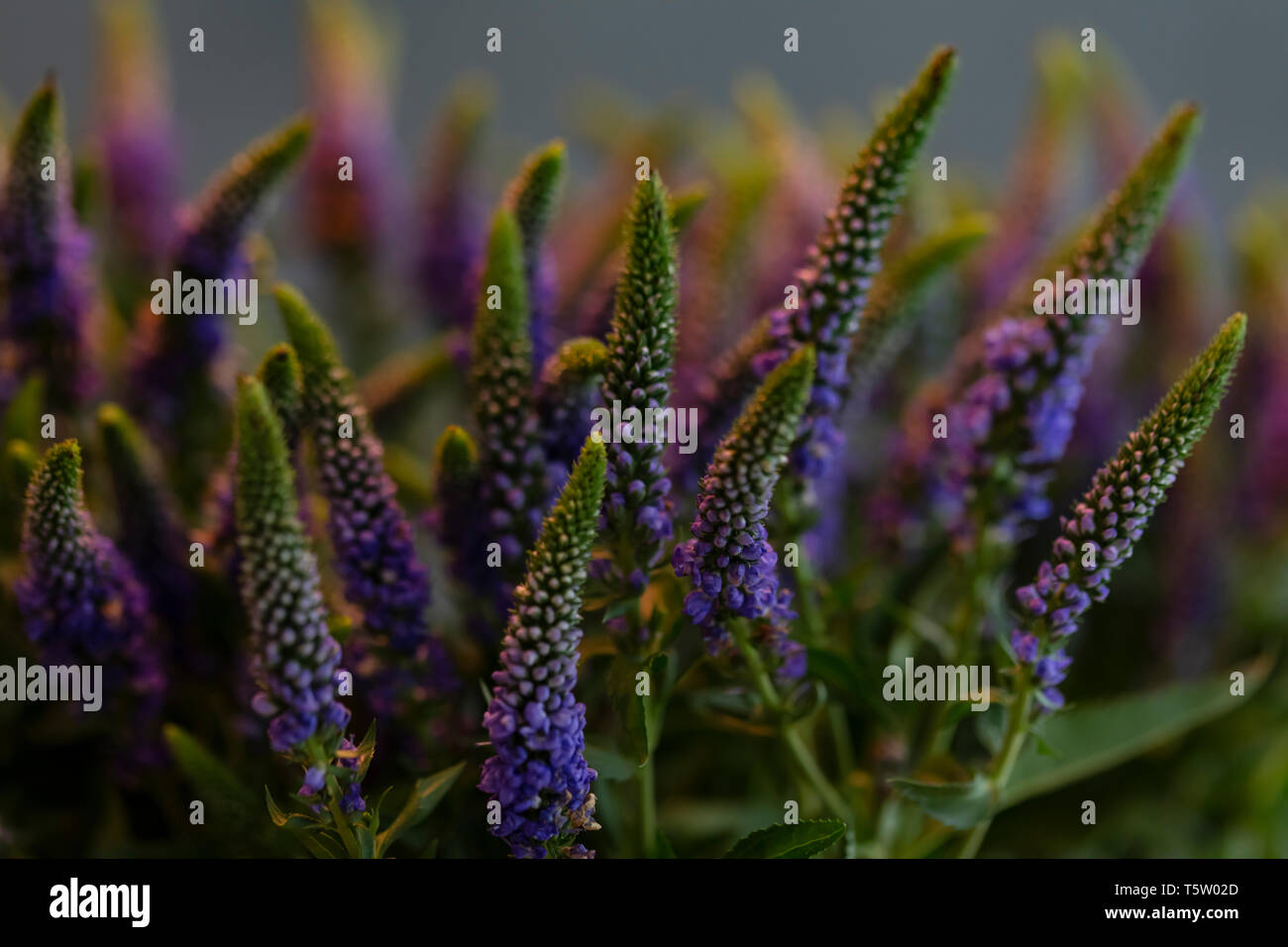 bouquet of veronica, slider view Stock Photo Alamy