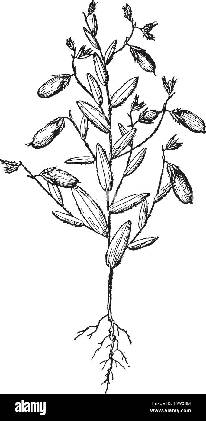 This picture is showing a rattlebox.  The pods are small and thick. The seeds are within the pods. The roots are very thin and short, vintage line dra Stock Vector