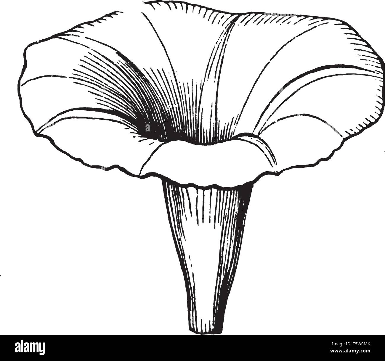 An image of a Morning Glory Corolla flower which is the inner circle of the parts of the flowers, composed of petals, vintage line drawing or engravin Stock Vector