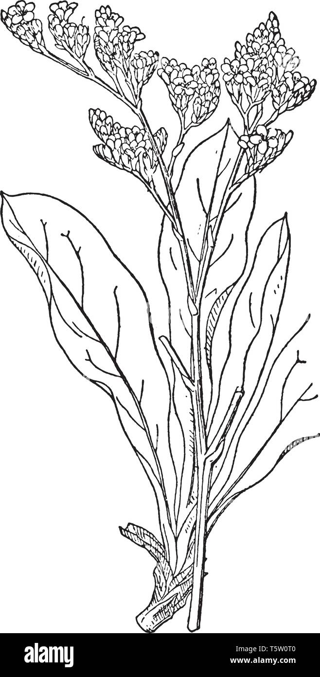 Picture of sea lavender plant. Plants growing 10-70 cm tall from a rhizome. Leaves are simple, entire to lobed, and from 1-30 cm long. Flower color is Stock Vector