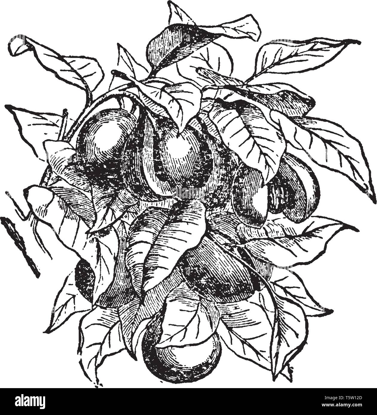 Drupe fruit Stock Vector Images - Alamy