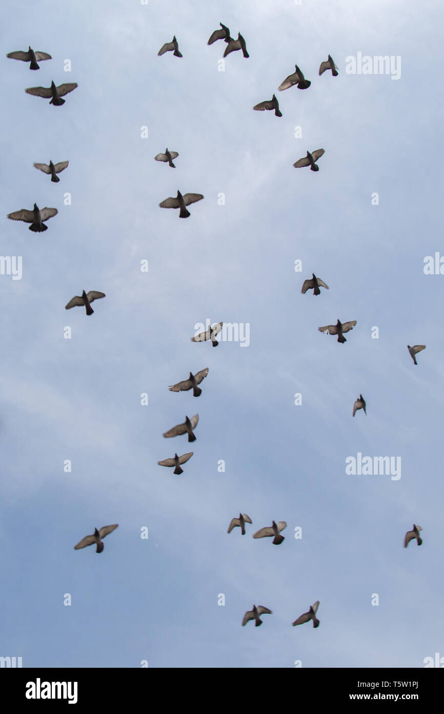 Flock of birds fly in a blue sky Stock Photo - Alamy