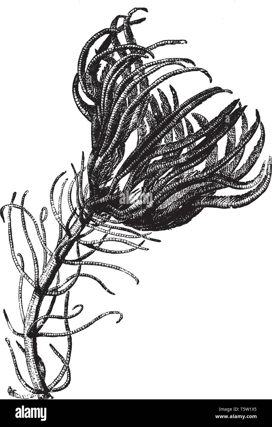 sea green rajputi poshak