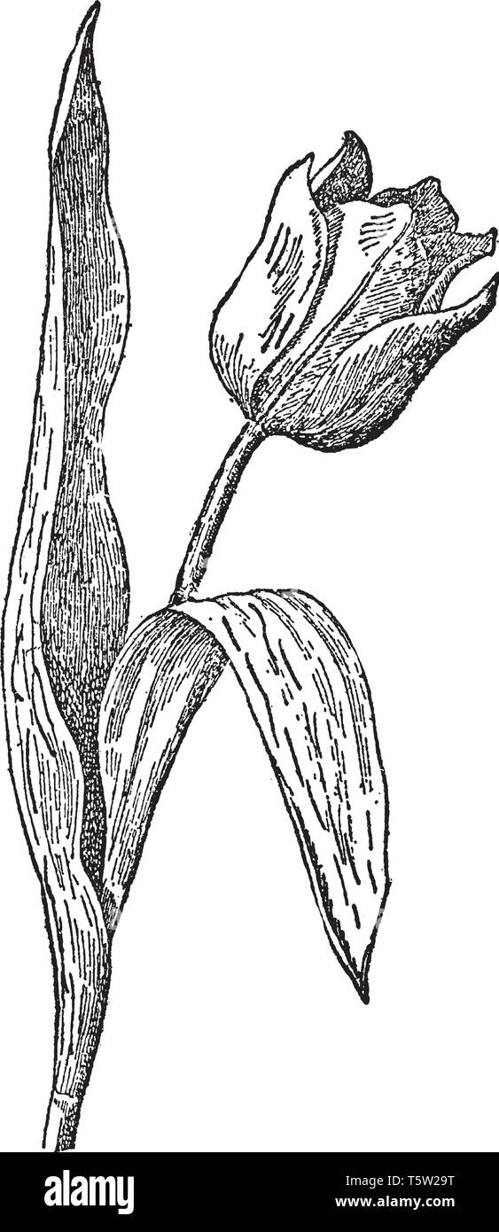 The image shows tulip flower which is a genus of bulbous plants of the lily family, including several hundred species, vintage line drawing or engravi Stock Vector