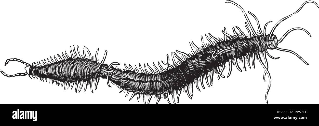 Nais In their form they resemble the common earth worm but their bodies are furnished, vintage line drawing or engraving illustration. Stock Vector