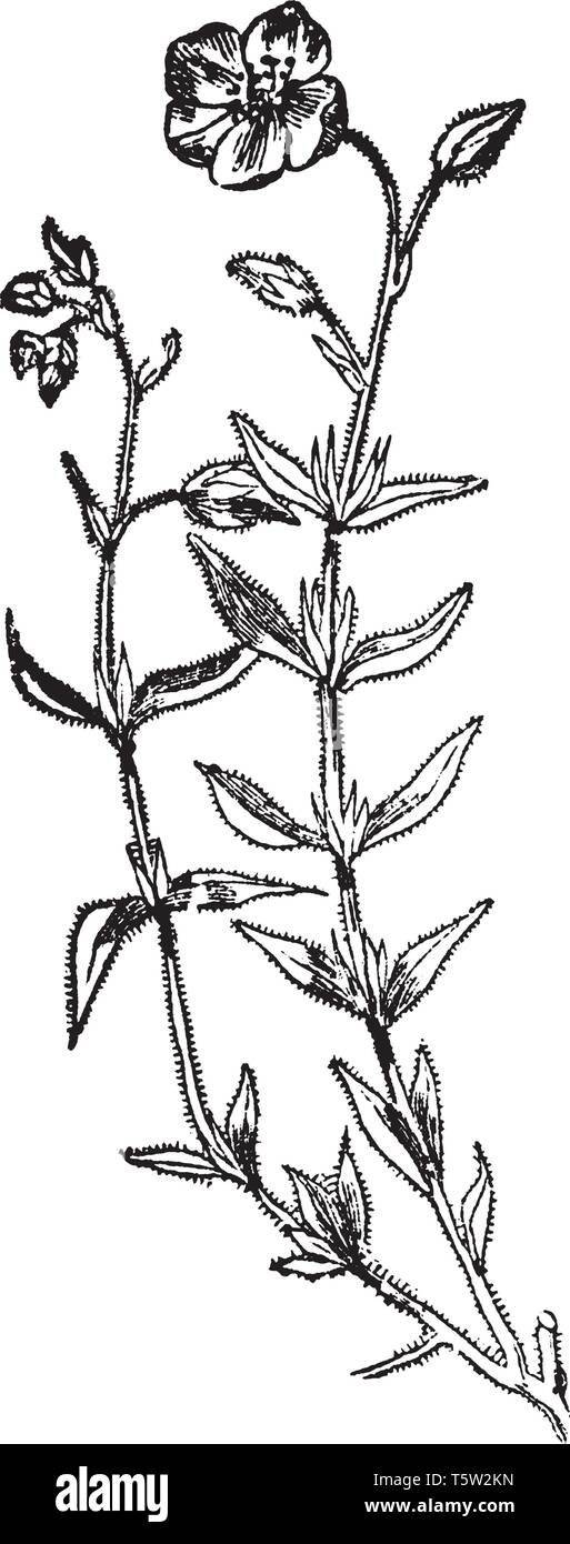This pictures showing a rock rose pant. They have showy 5 petals flowers. The stem and leaves are thorny and sharp. This is form Cistaceae family, vin Stock Vector