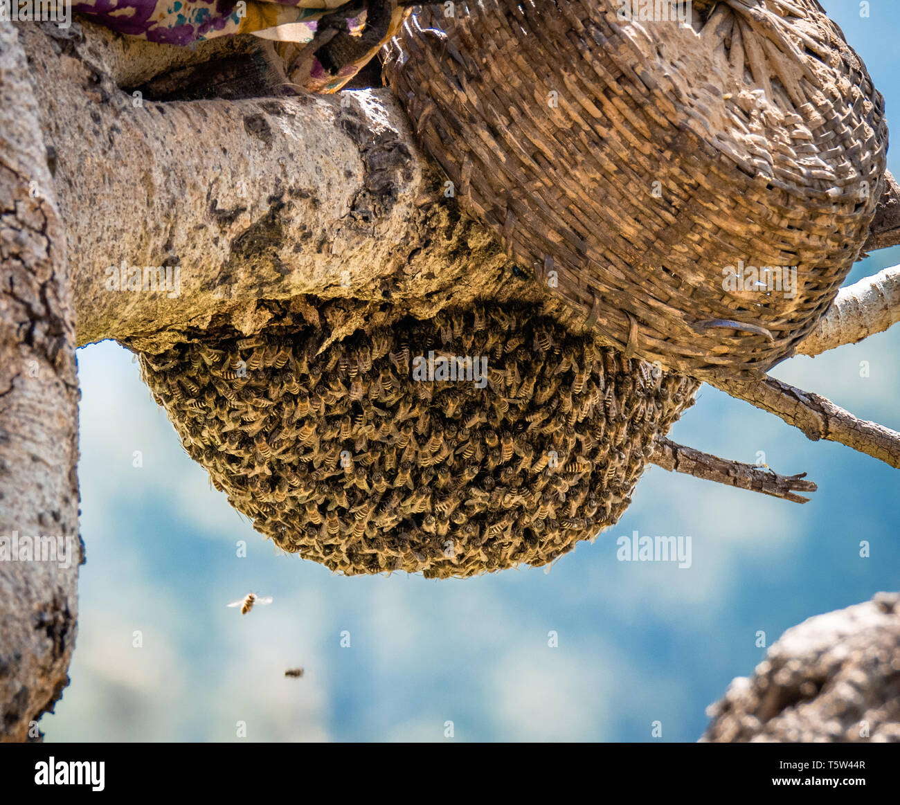 Bee hive hanging from tree hires stock photography and images Alamy