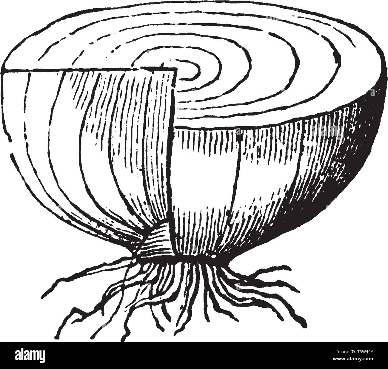 Onion Layers Drawing