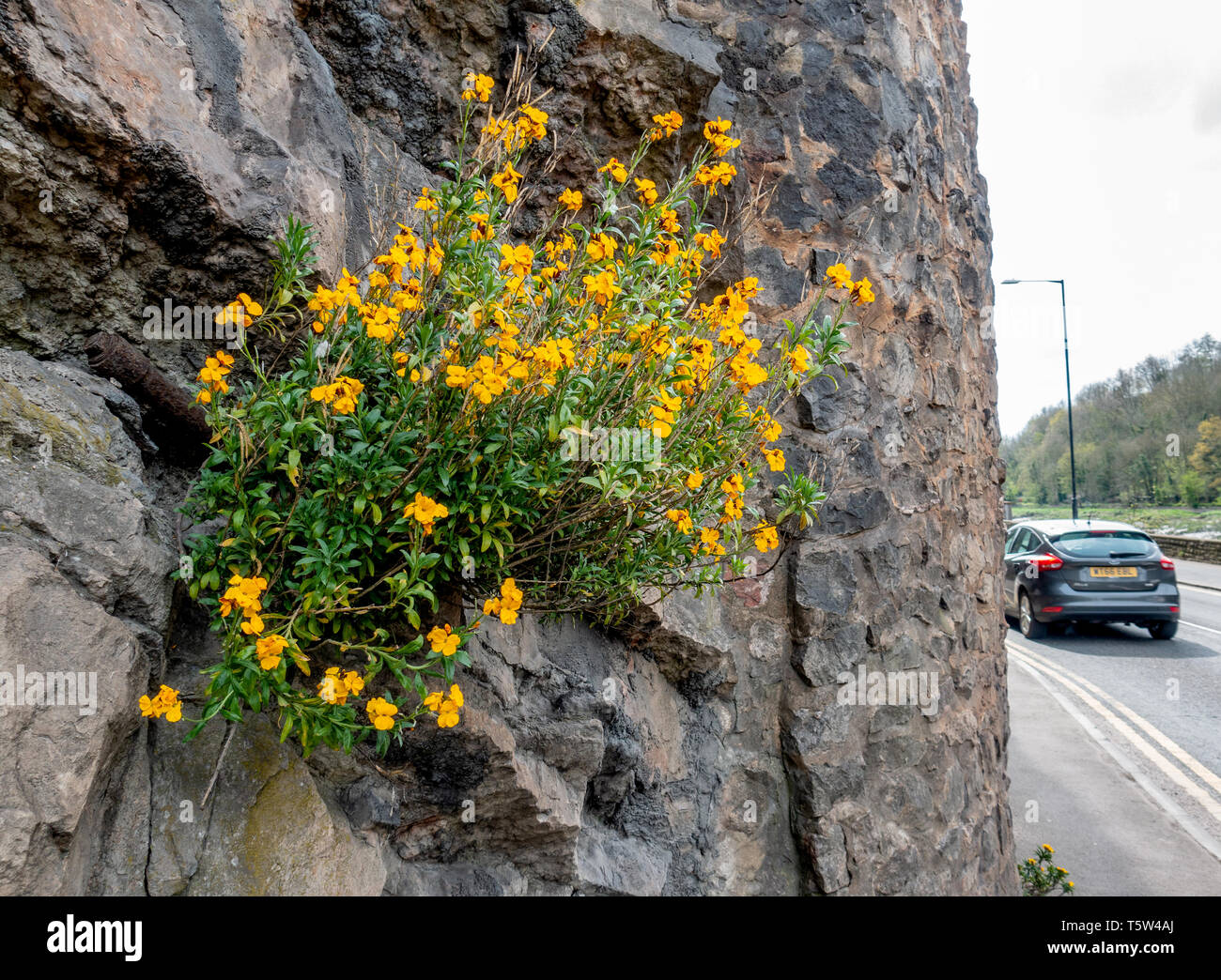 Wallflower Cheiranthus cheiri growing on the sheer limestone cliffs of the Avon Gorge next to the A4 trunk road in Bristol UK Stock Photo