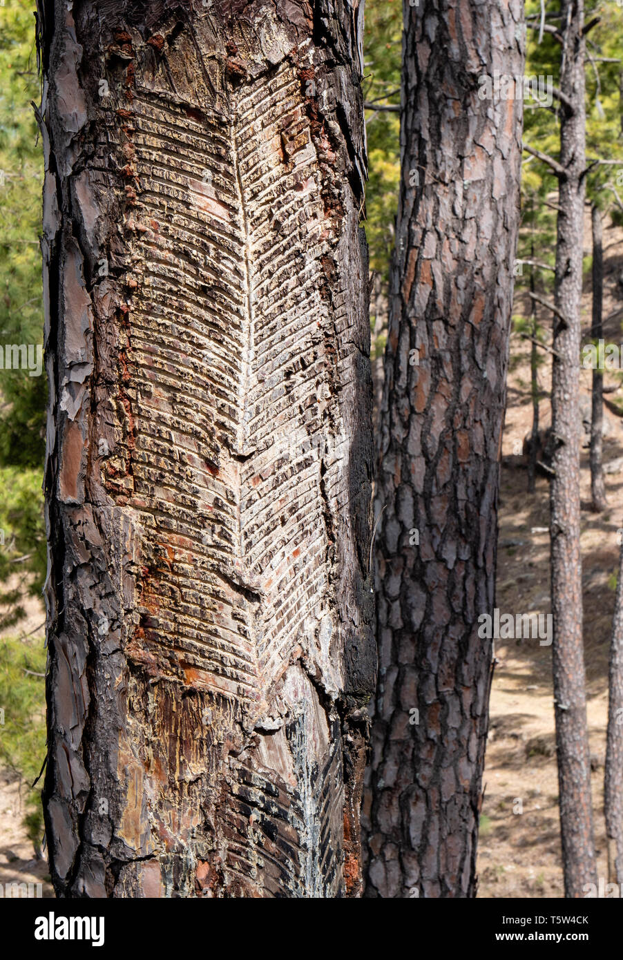 Trunk of Himalayan chir or long leaf Indian pine Pinus roxburghii scored  to tap for resin to make turpentine or rosin- Uttarakhand India Stock Photo