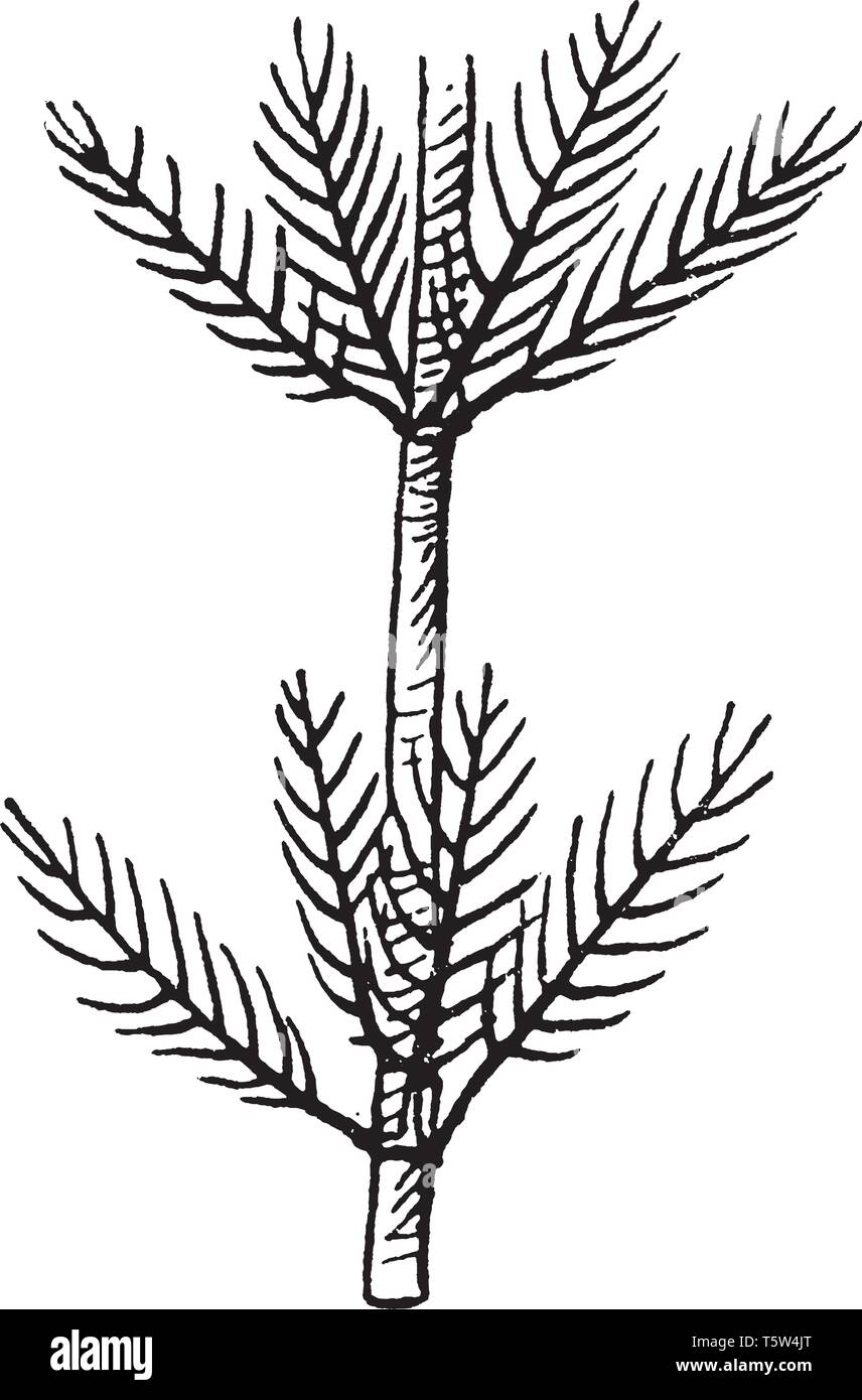 Picture of Myriophyllum plant. Myriophyllum is a genus of about 69 species of freshwater aquatic plants, with a cosmopolitan distribution. Plants are  Stock Vector