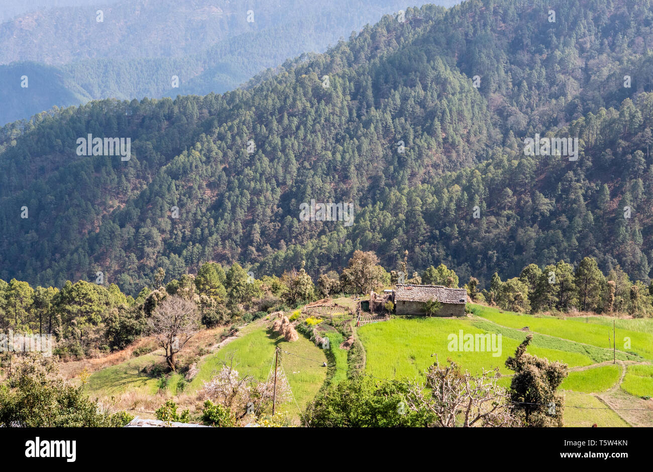 Farmhouse haystacks and wooded mountain slopes in the Himalayan foothills at Gonaphigh above the Binsar valley in Uttarakhand Northern India Stock Photo
