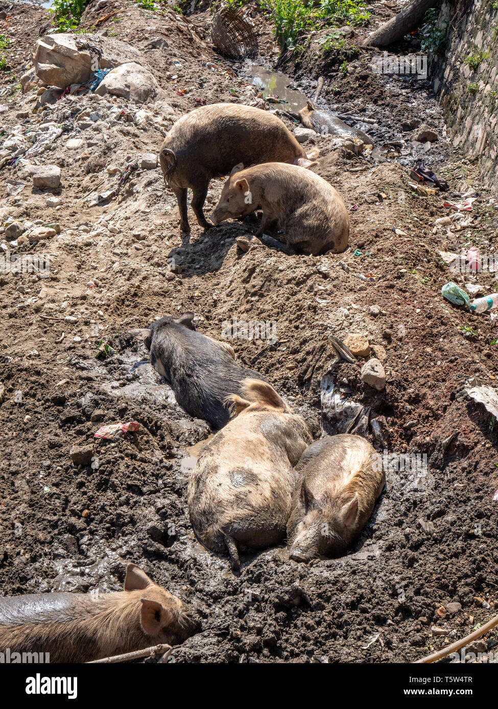 Pigs wallowing in mud by a river in northern India Stock Photo