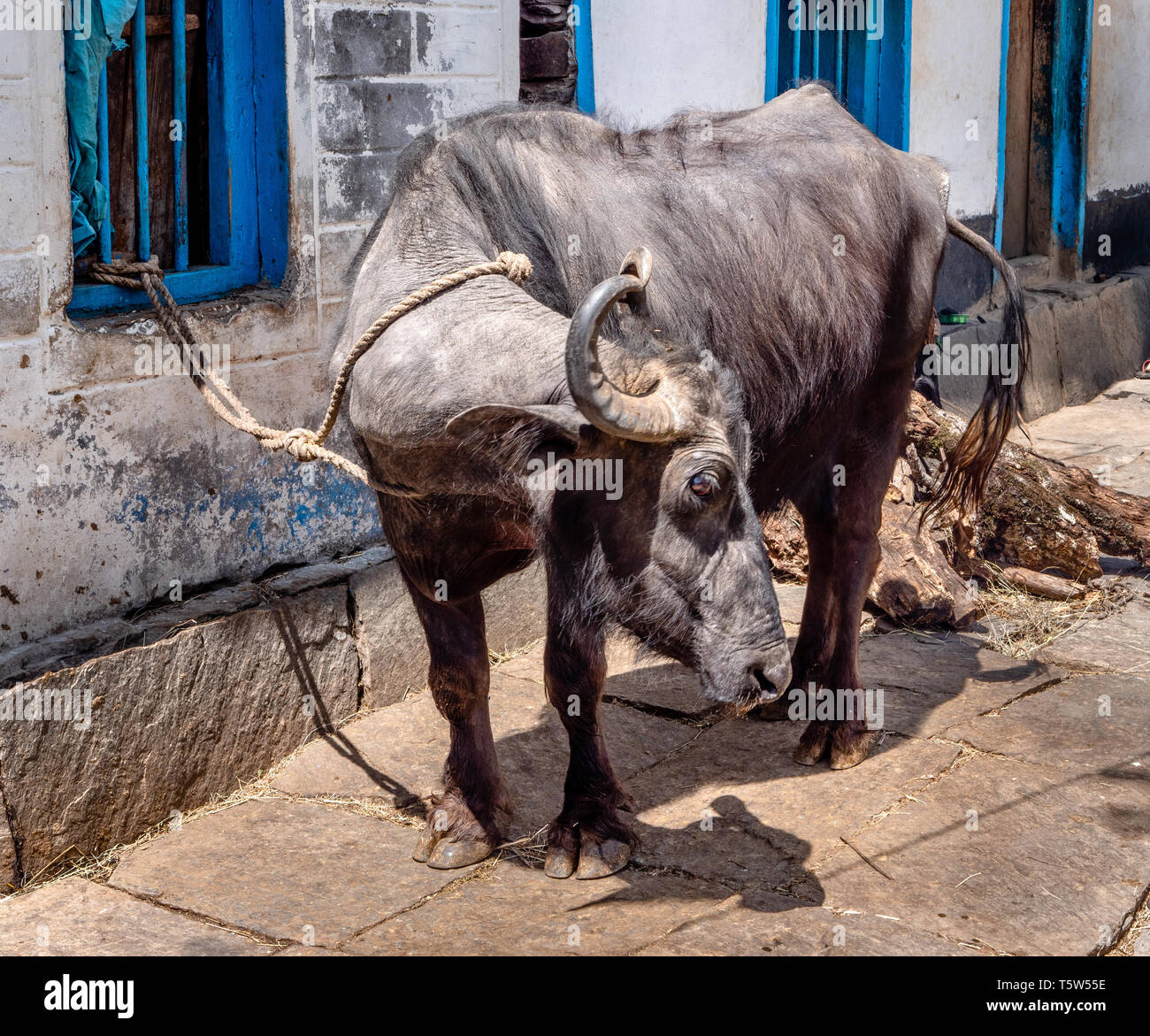 Tethered buffalo in the yard of a house in the village of Khal Jhuni in  Uttarakhand Northern India Stock Photo - Alamy