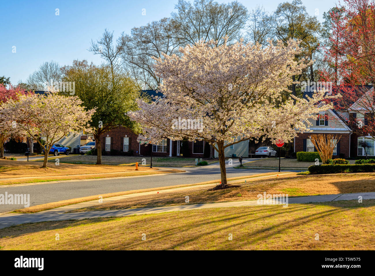 Cherry trees in bloom in North Carolina Stock Photo Alamy