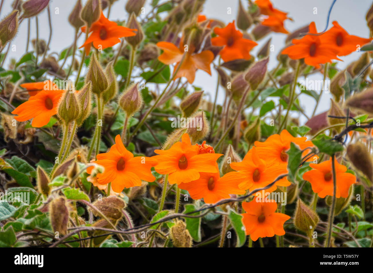 Orange flower vine Stock Photo