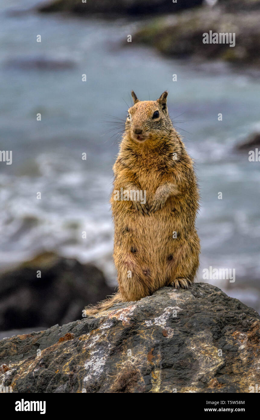 California Ground Squirrel Stock Photo
