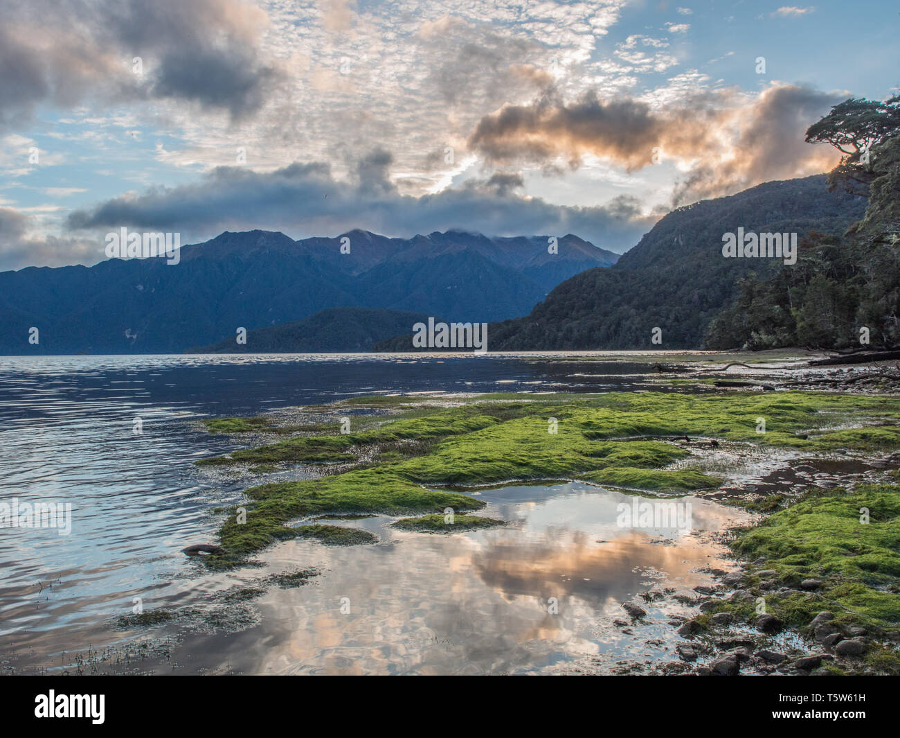 Green plants, clouds reflected in clear calm water, dark mountains rise in the distance, Lake Hauroko, Fiordland National Park, Southland, New Zealand Stock Photo