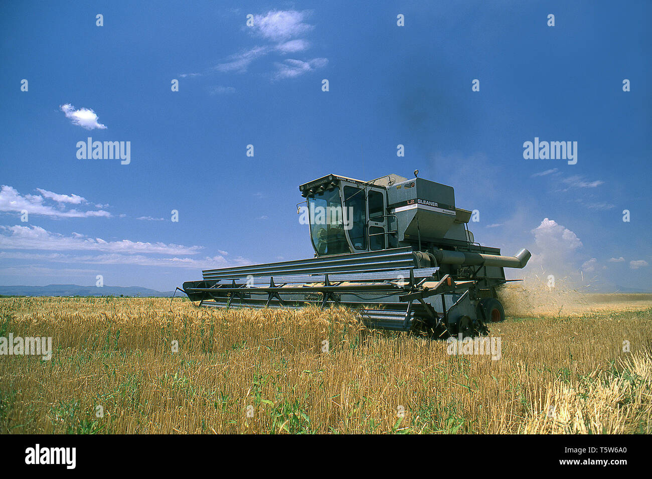Texas Wheat Harvest Stock Photo Alamy