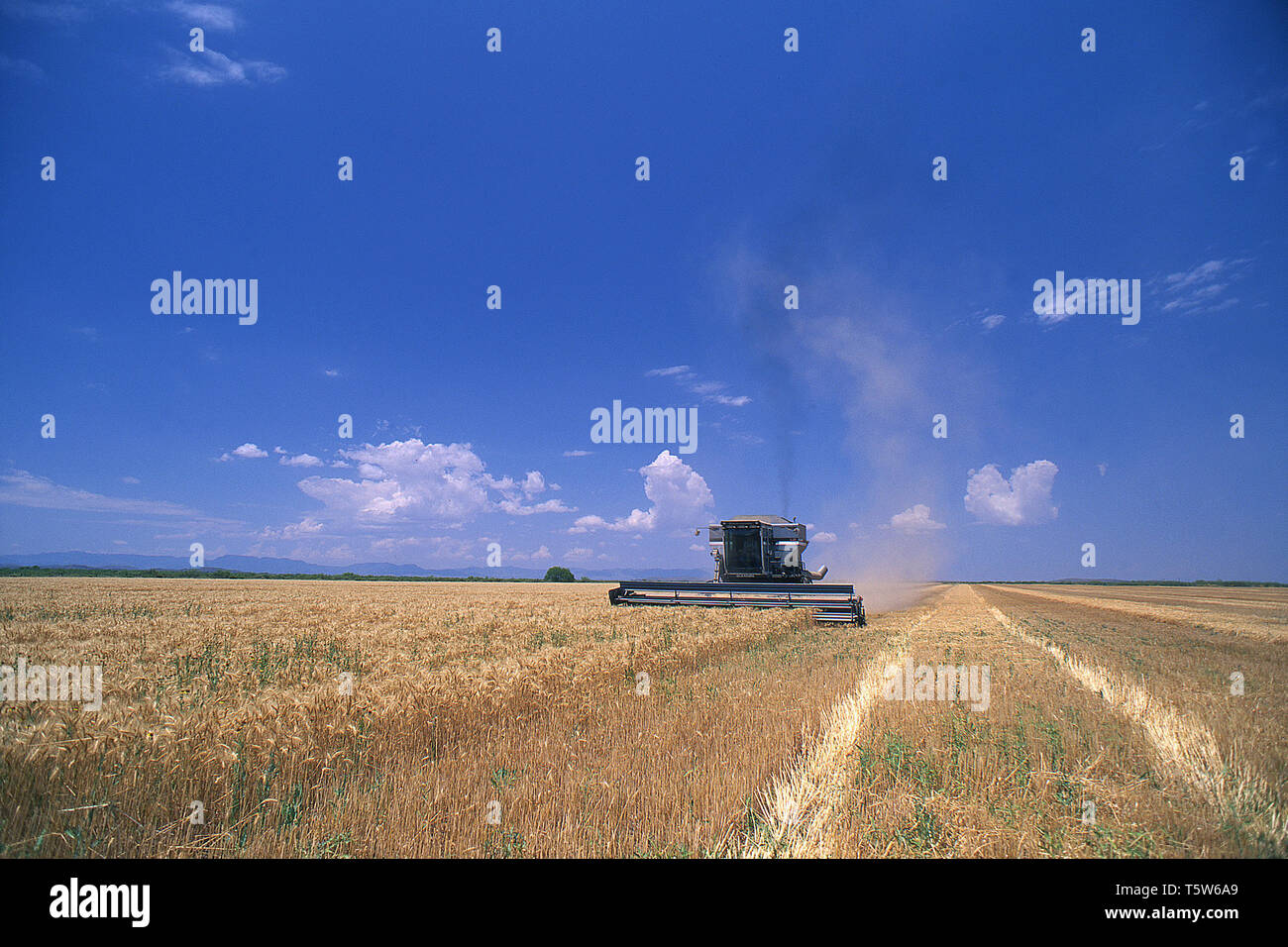 Texas Wheat Harvest Stock Photo Alamy