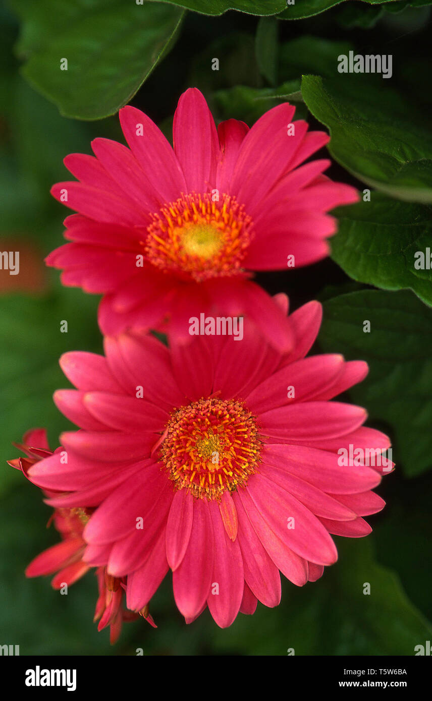 Seasonal wild flowers spring hi-res stock photography and images - Alamy