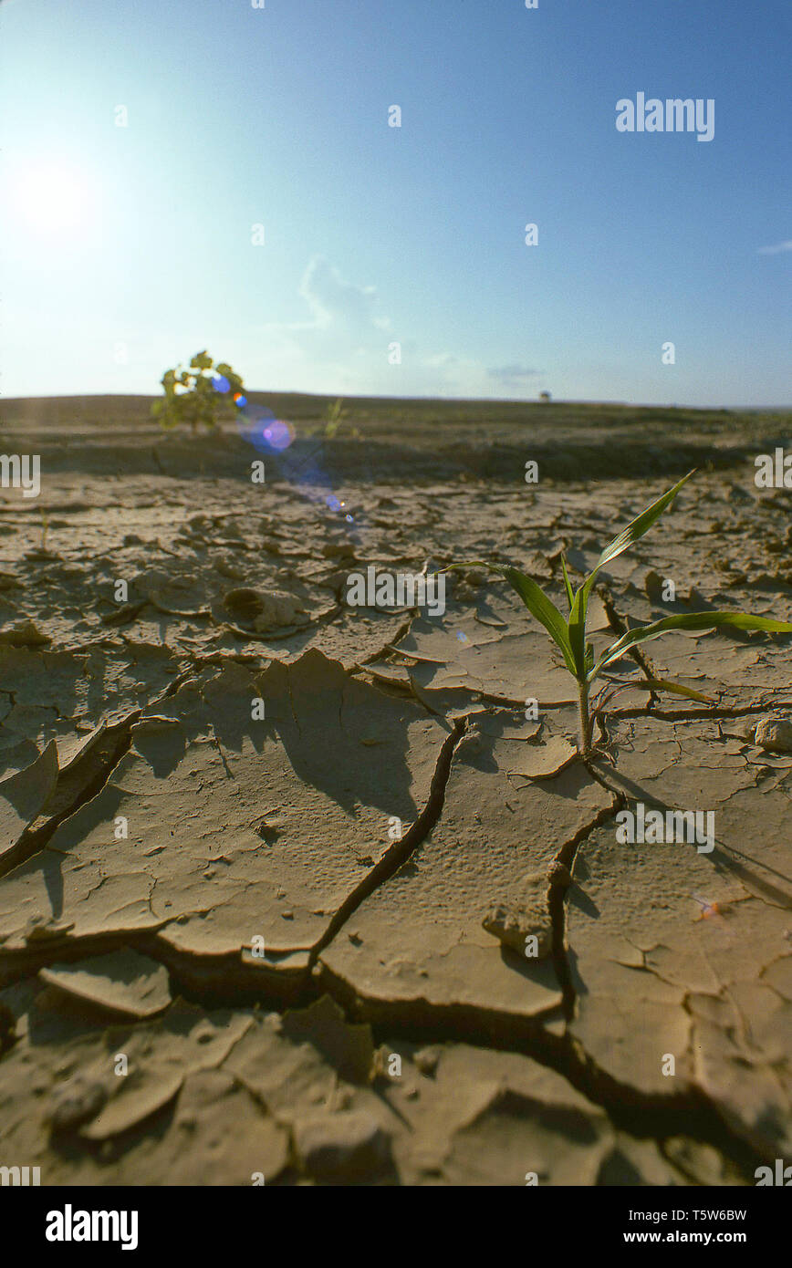 Extremely dry arid land in far West Texas Stock Photo