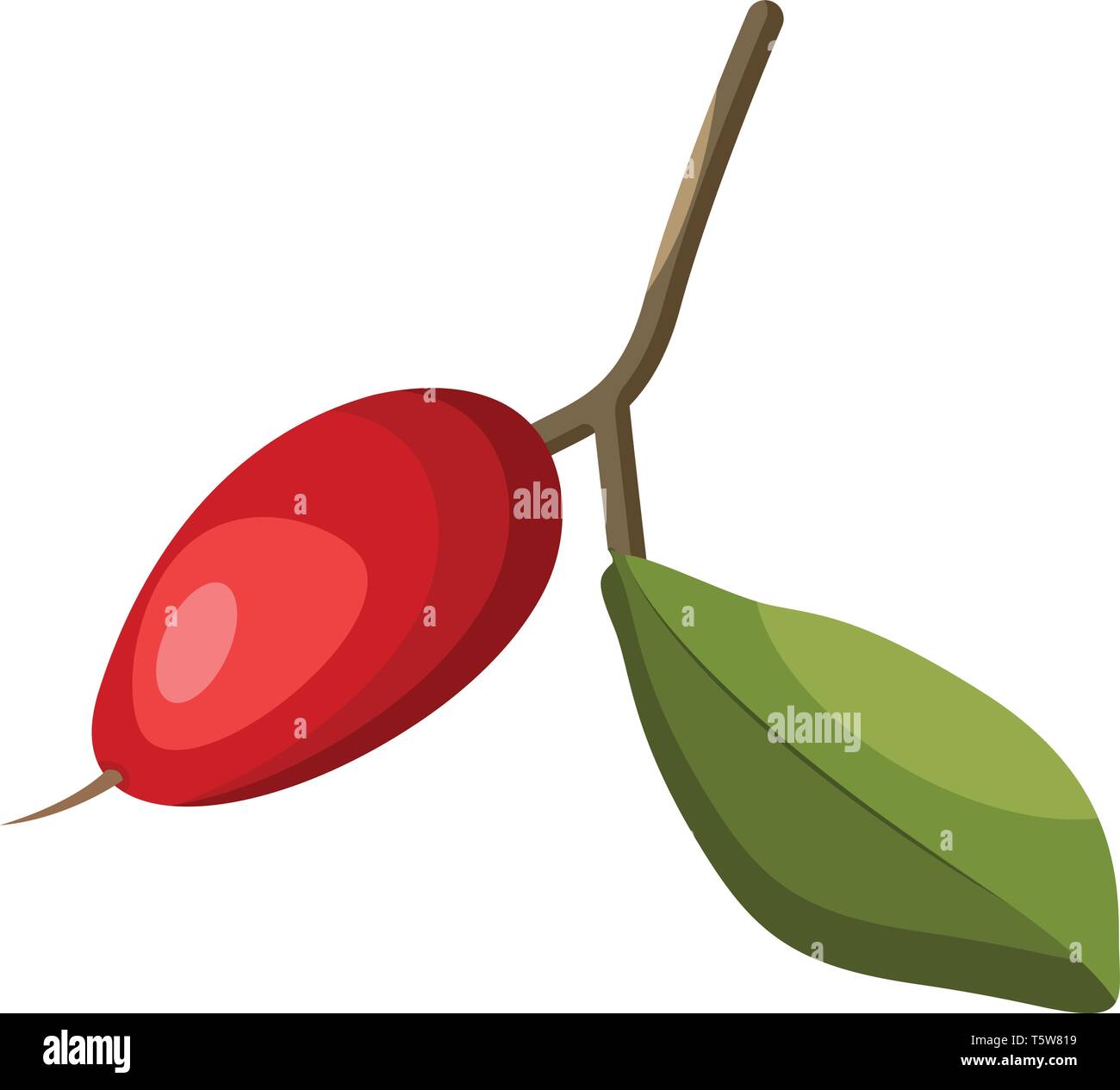 Cartoon of a red miraclefruit with green leaf on a branch vector illustration on white background. Stock Vector