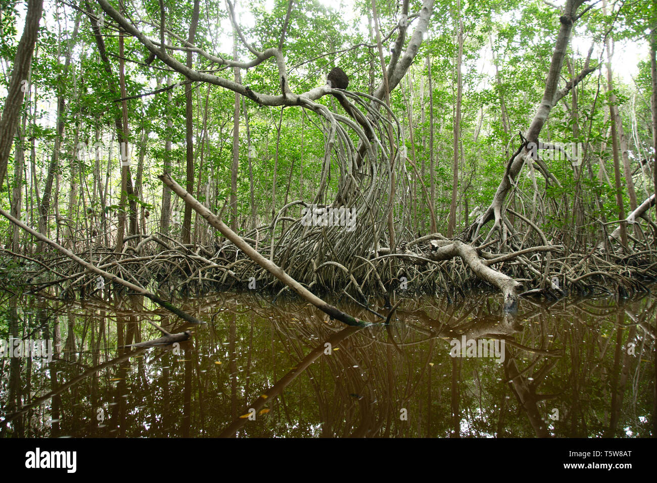 Mangroves at El Corchito Ecological Reserve, Progreso, Yucatan, Mexico. Stock Photo