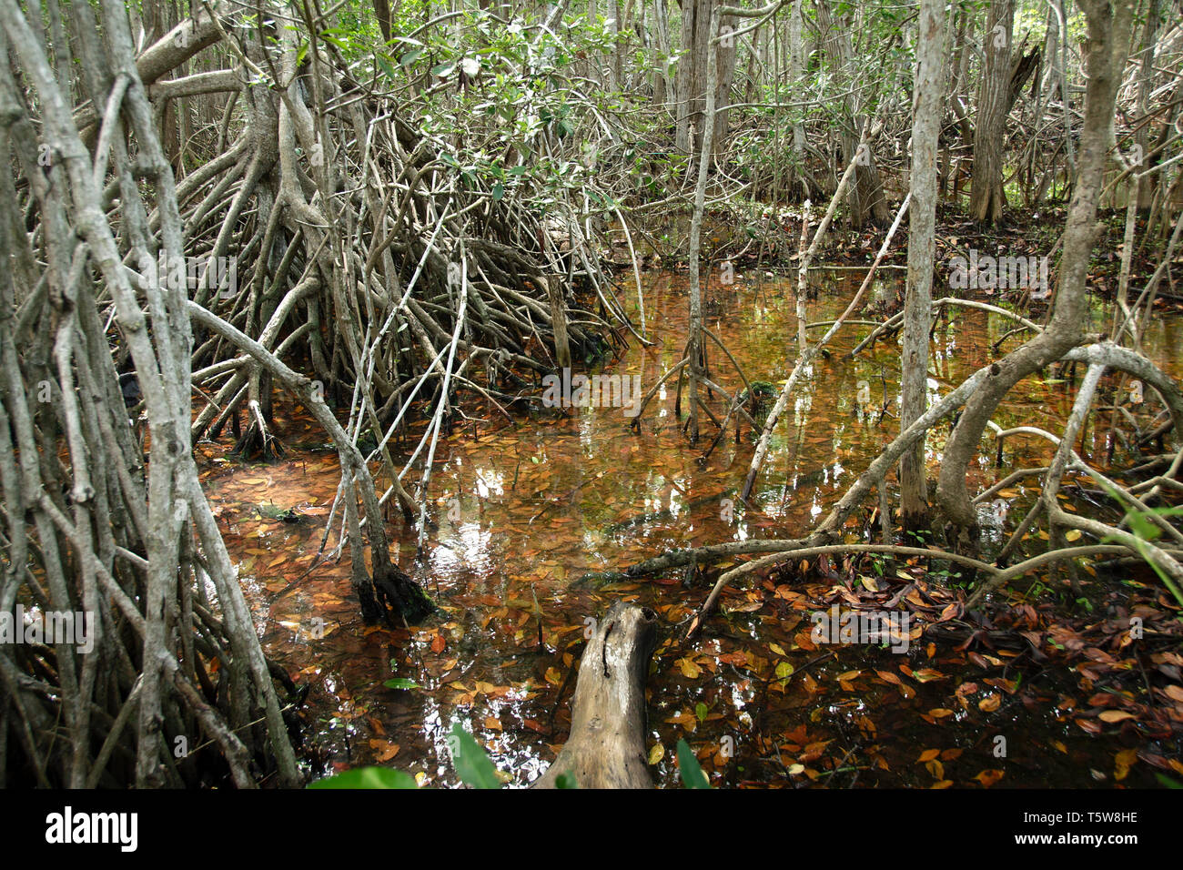Mangroves at El Corchito Ecological Reserve, Progreso, Yucatan, Mexico. Stock Photo