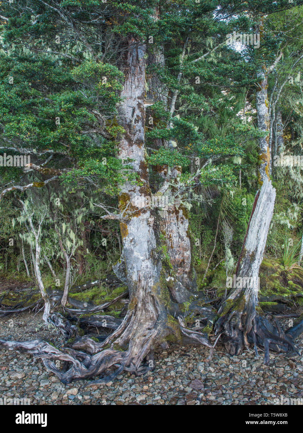 Mountain beech trees, by the shoreline, Lake Hauroko, Fiordland National Park, Southland, New Zealand Stock Photo