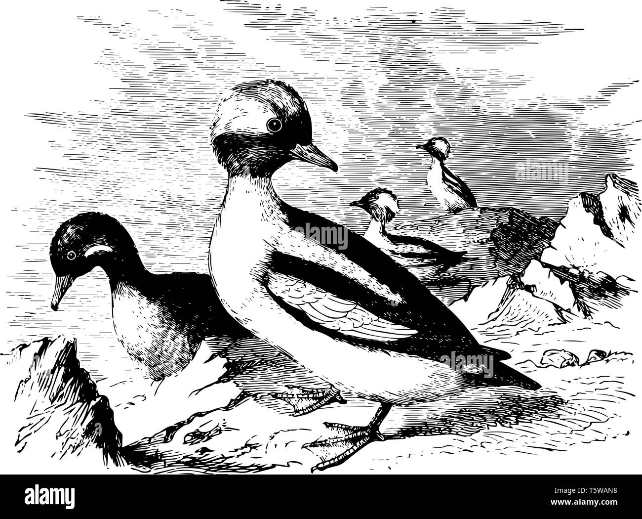 Buffleheads in which bill with nostrils rather behind than before its middle line vintage line drawing or engraving illustration. Stock Vector
