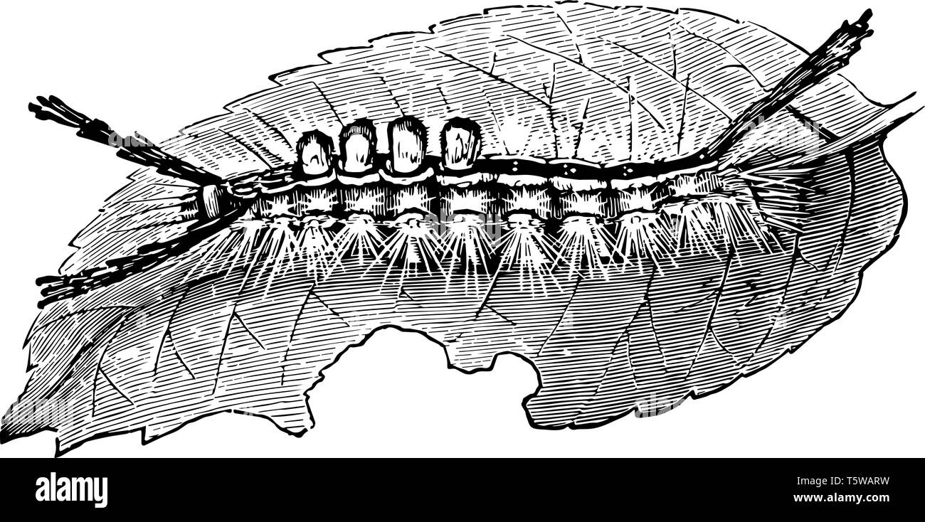 White marked Tussock Caterpillar is a moth in the family Lymantriidae vintage line drawing or engraving illustration. Stock Vector