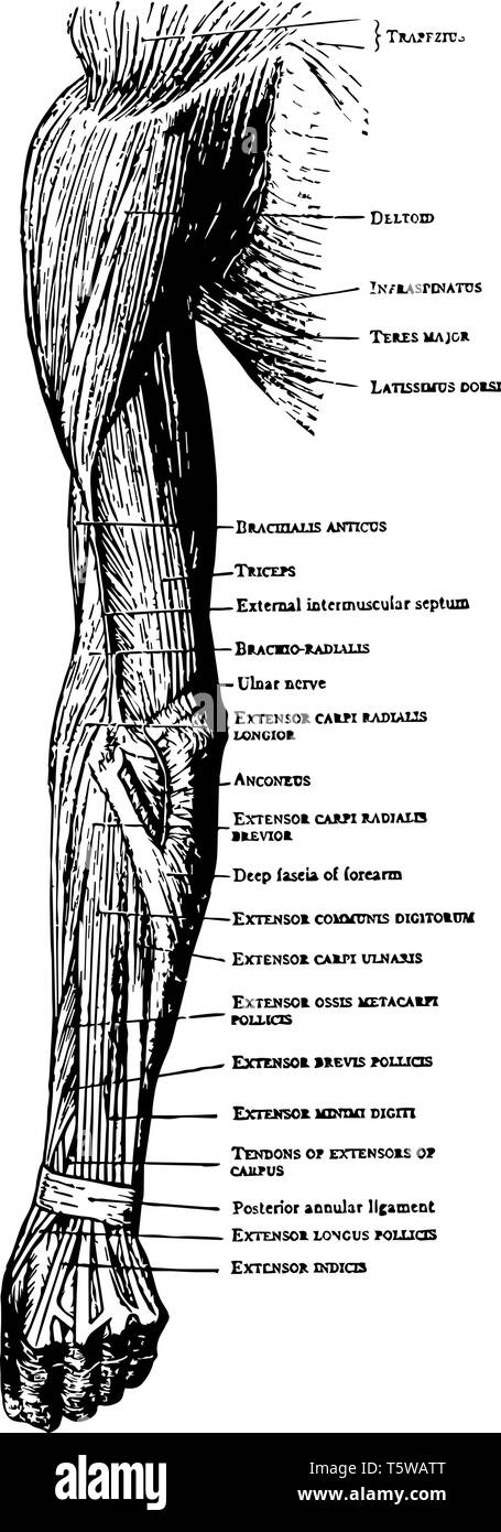 This Illustration Represents Muscles On The Back Of The Arm Forearm And Hand Vintage Line