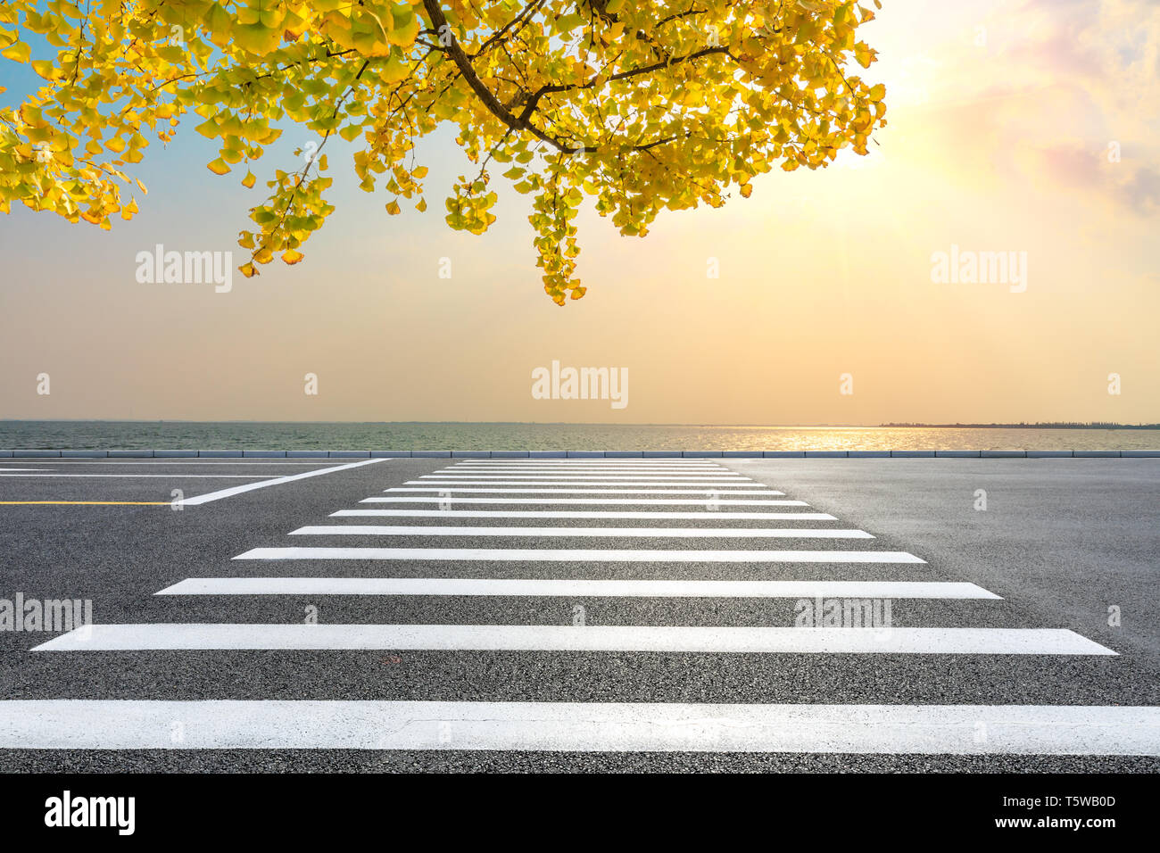 Zebra crossing road and river with yellow ginkgo tree landscape Stock Photo