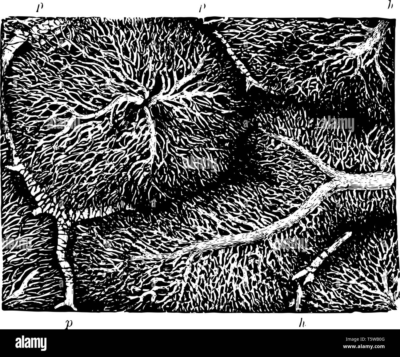 This illustration represents Capillary Network in the Lobules of a Rabbit Liver vintage line drawing or engraving illustration. Stock Vector