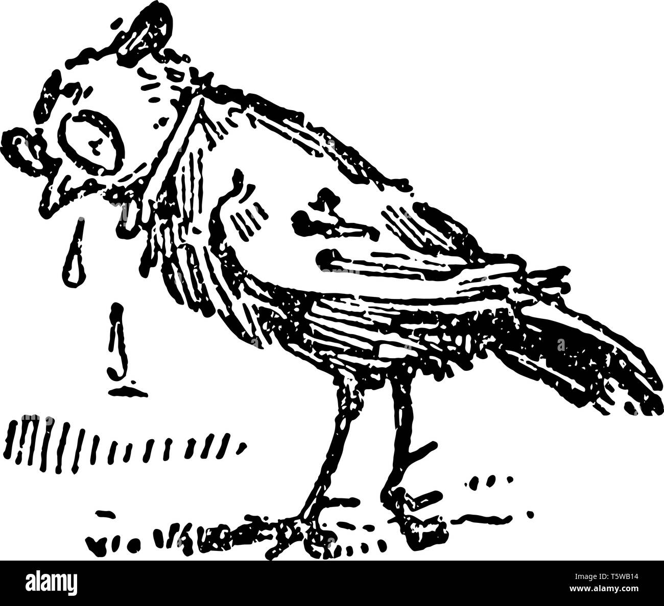 The Death And Burial Of Robin This Scene Shows A Bird Crying And Tears Falling Down From Eyes On Ground Vintage Line Drawing Or Engraving Illustration Stock Vector Image Art