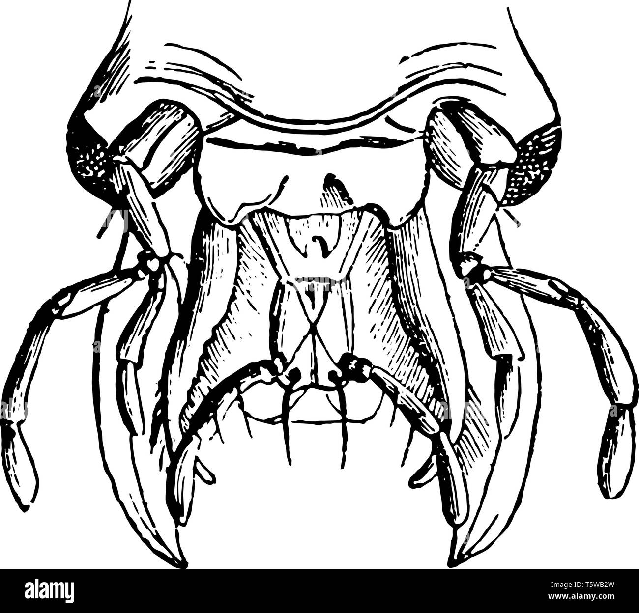 Mouth of Masticating Insect is composed of an upper lip vintage line drawing or engraving illustration. Stock Vector