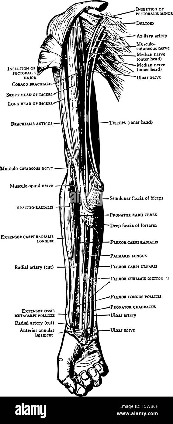This Illustration Represents Muscles On The Front Of The Arm And Forearm Vintage Line Drawing Or Engraving Illustration Stock Vector Image Art Alamy