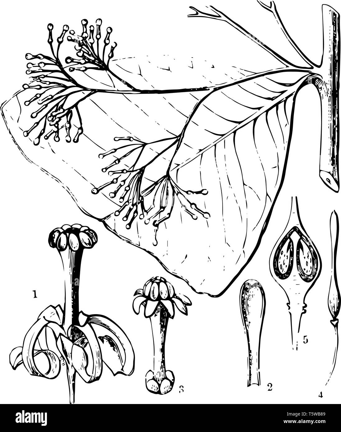 A diagram of Aptandra plant showing its flower petal section of ovary pistil and other parts vintage line drawing or engraving illustration. Stock Vector