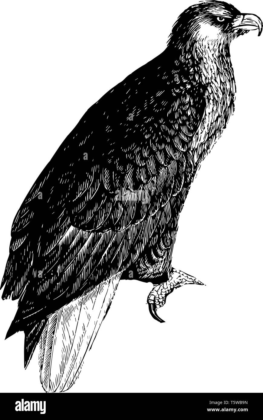 American Sea Eagle with immense muscular vigor, vintage line drawing or engraving illustration. Stock Vector