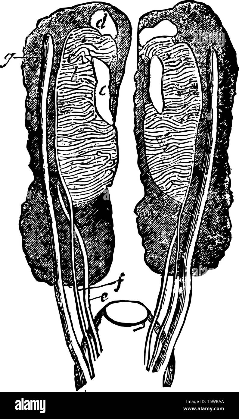 Female Uro genital Organ from Owen after Muller vintage line drawing or engraving illustration. Stock Vector